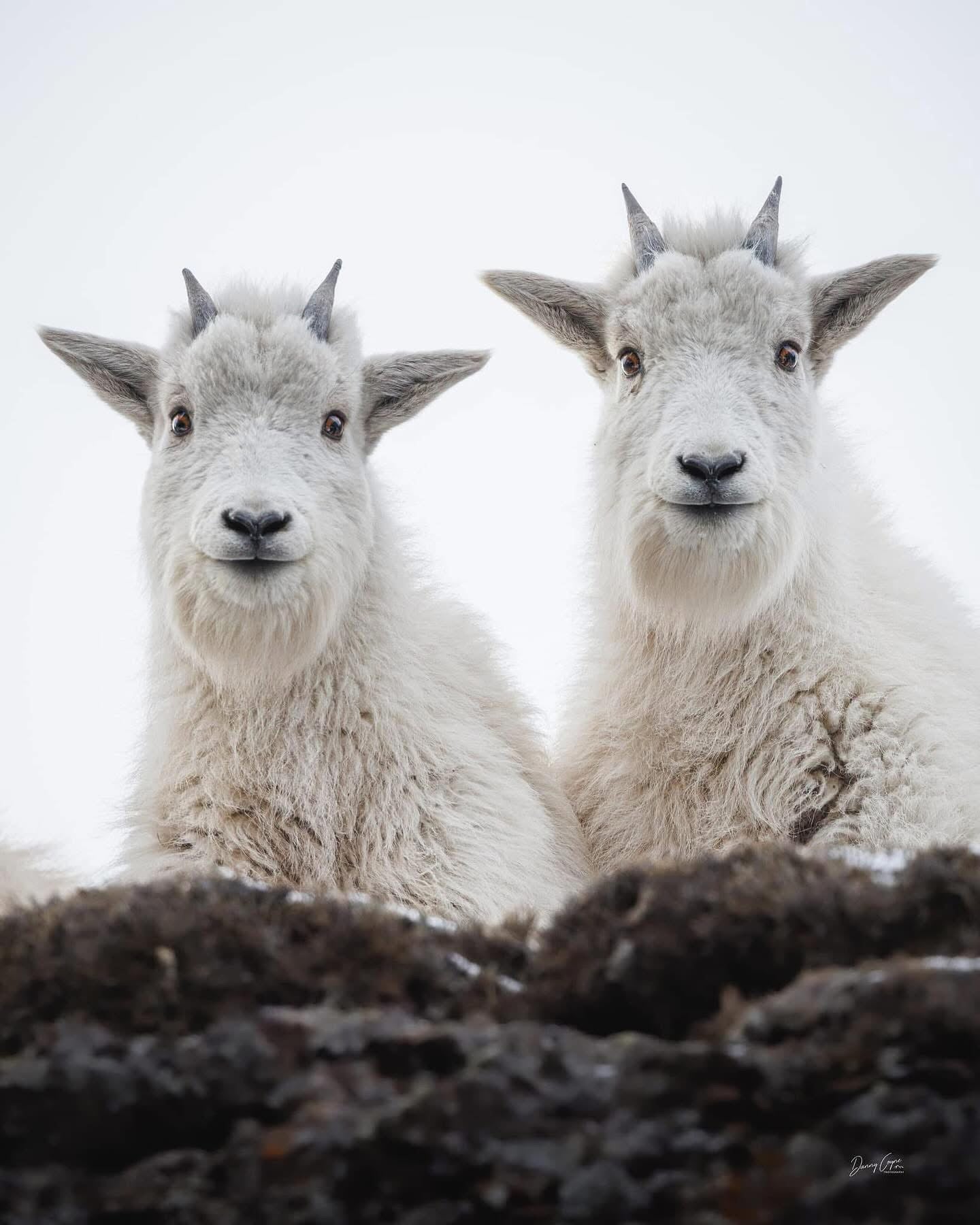 Wax Melts (Fresh Scents) - Mountain Goat Soap Co.