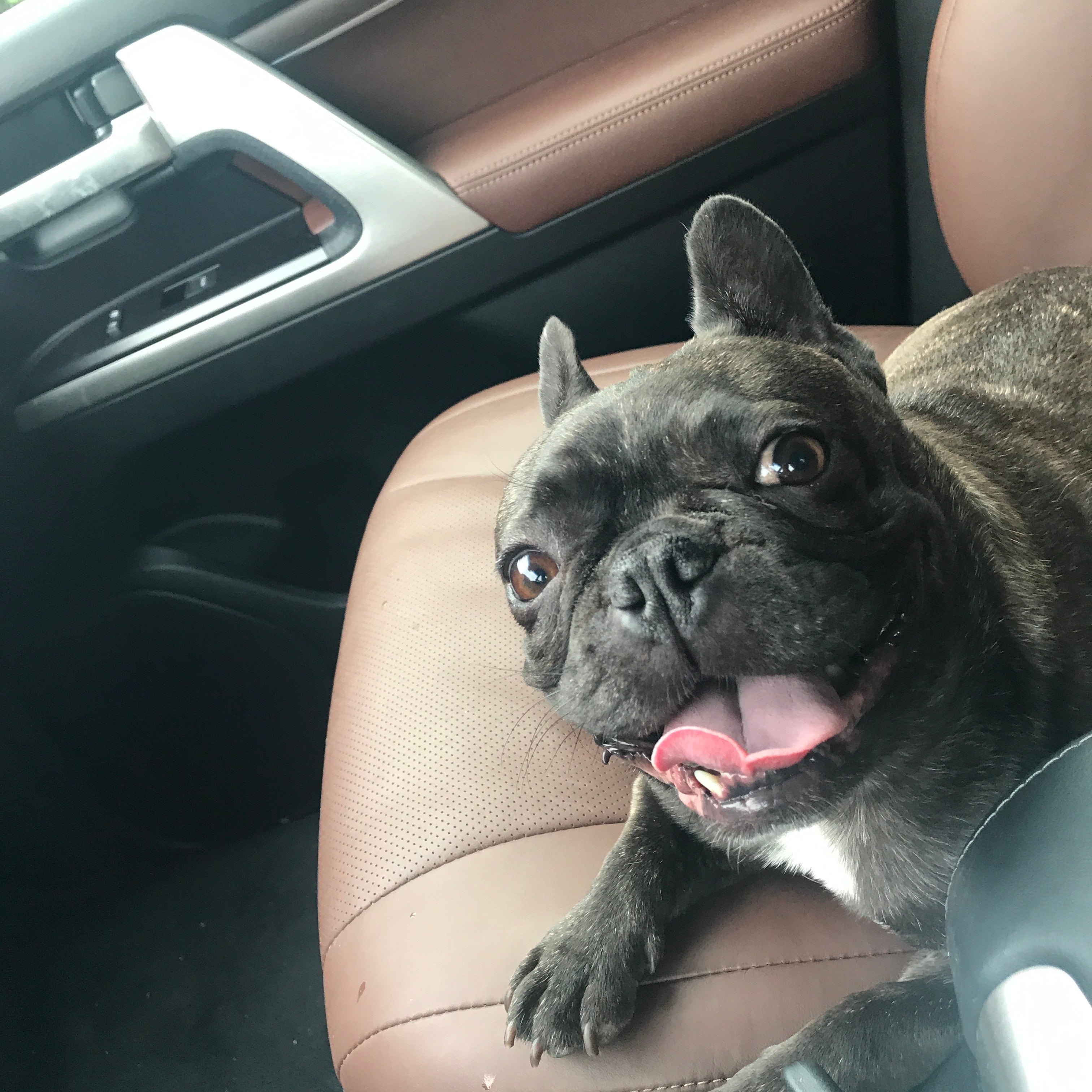 I LOVE My Dog Pet Shampoo - Mountain Goat Soap Co.