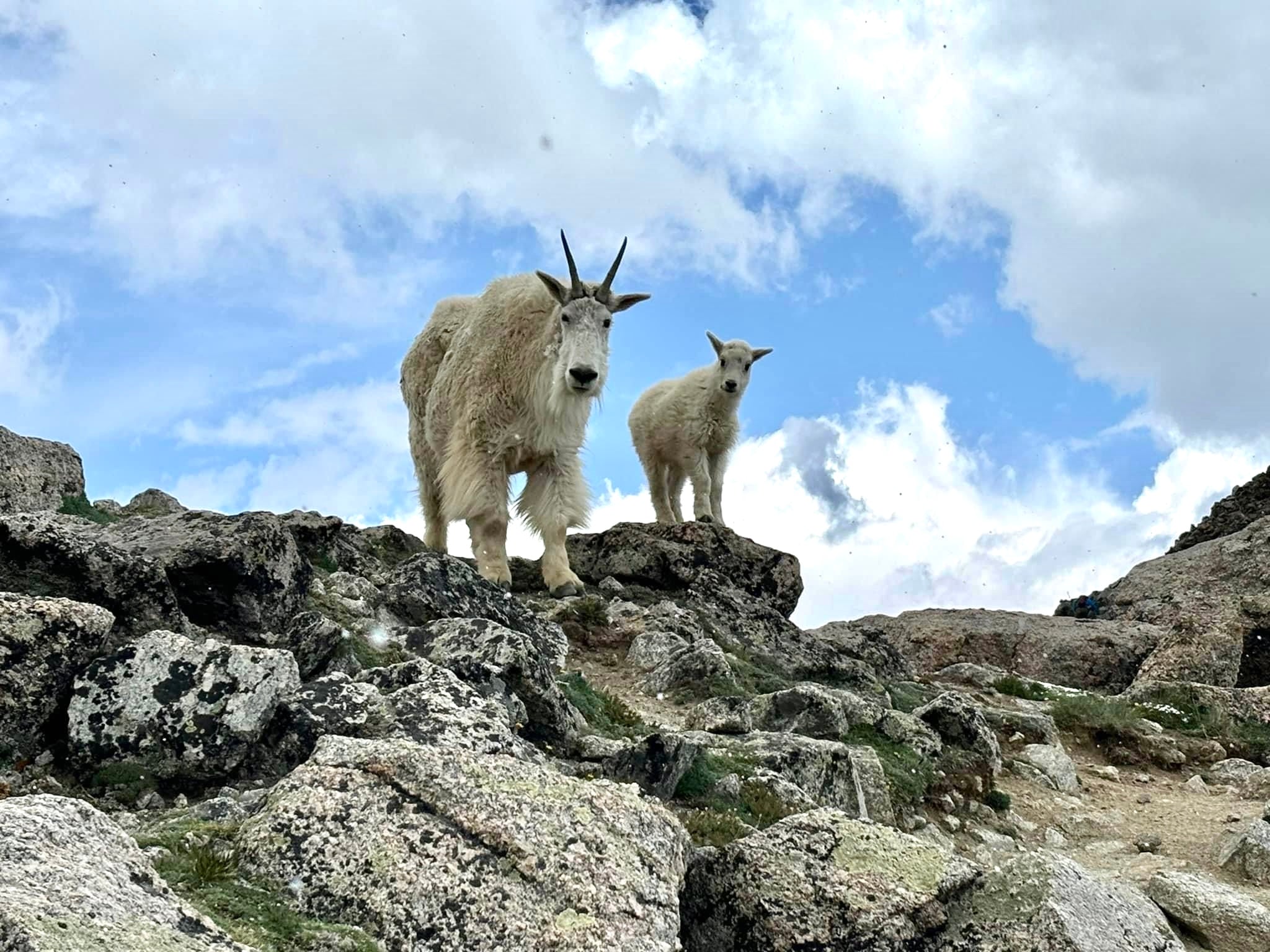 The Goats Might Be Onto Something • Notes from the Mountain