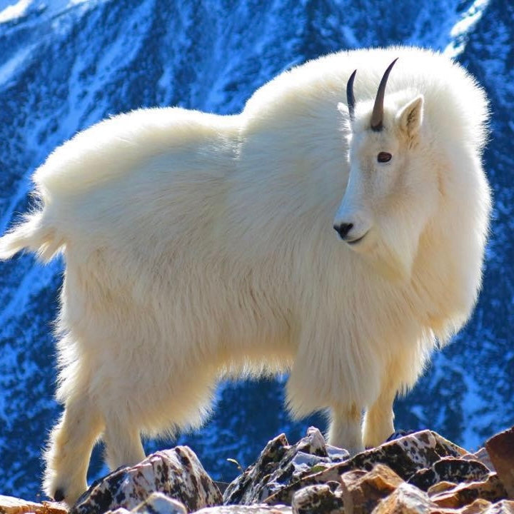 Wax Melts (Billy Collection) - Mountain Goat Soap Co.